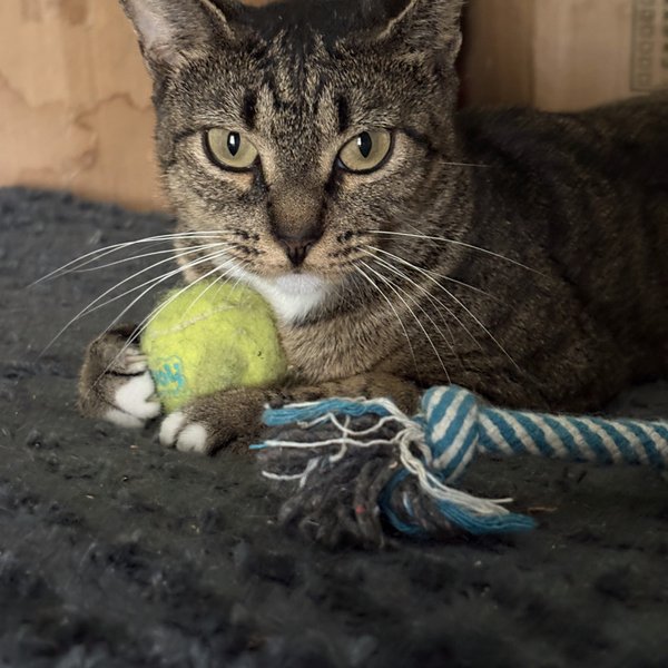 Hunny Bunny, a Tabby cat