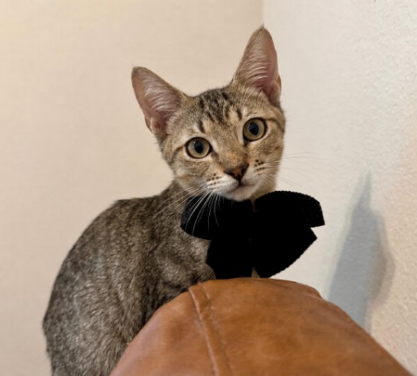 Santi Huggy Noodle Love, a Tabby cat
