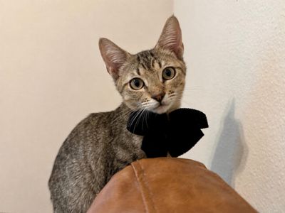 Santi Huggy Noodle Love thumbnail 1
