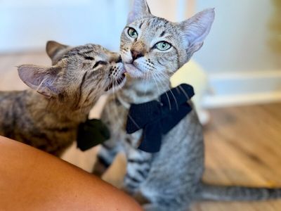 Santi Huggy Noodle Love thumbnail 5