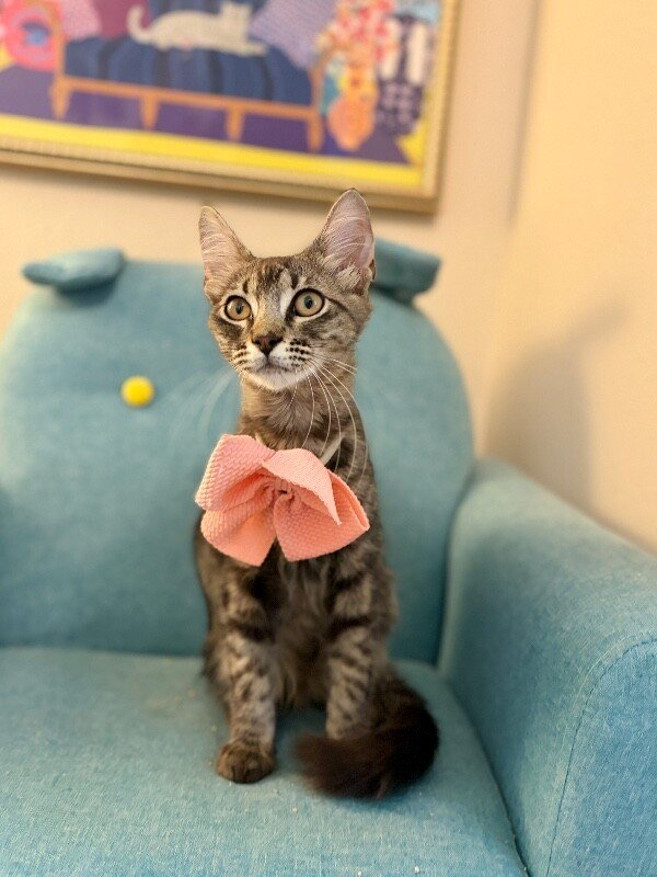 Dixie Sparkle - Photo 1