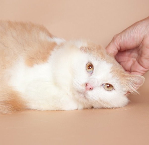 Bellissima, a Tabby cat available for adoption