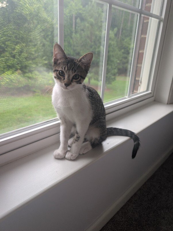 Pippin Bloom the Adventure Cat - Photo 1