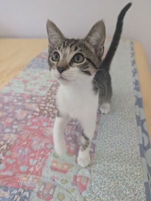 Pippin Bloom the Adventure Cat thumbnail 2