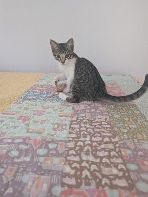 Pippin Bloom the Adventure Cat thumbnail 4