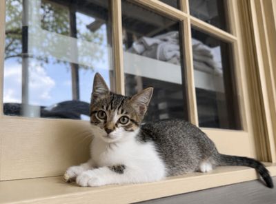 Pippin Bloom the Adventure Cat thumbnail 3