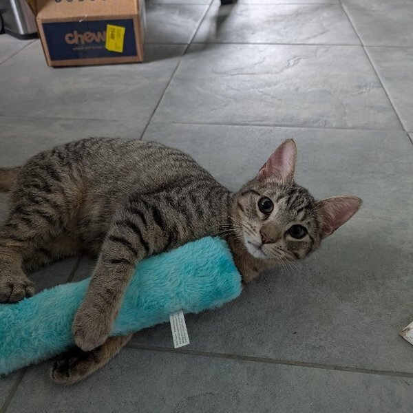 Bert Muppet, a Tabby cat