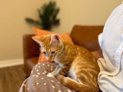 Sam Biscuit thumbnail 7