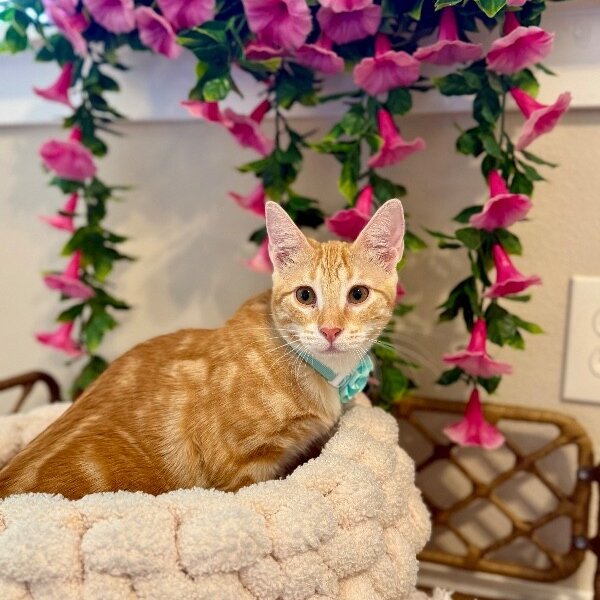 Sam Biscuit, a Tabby cat