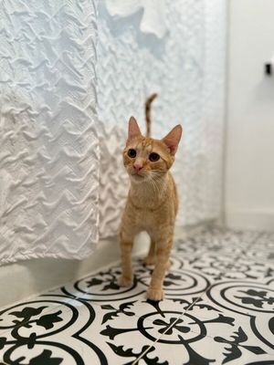 Ranger Roo thumbnail 2