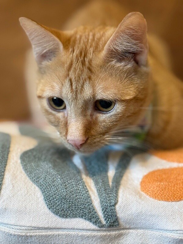 Ranger Roo - Photo 1