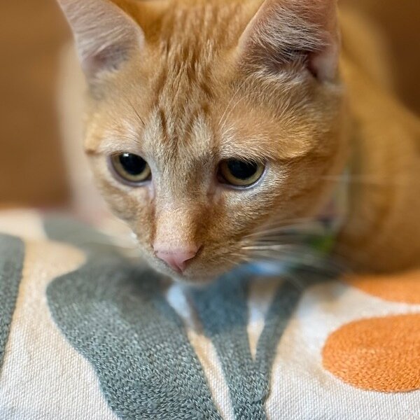 Ranger Roo, a Tabby cat
