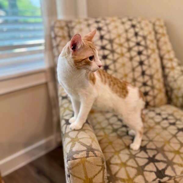 Millie Wren, a Tabby cat