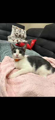 Petunia Lumberton thumbnail 10