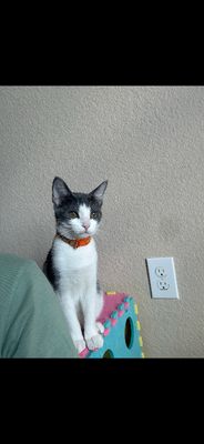 Petunia Lumberton thumbnail 12