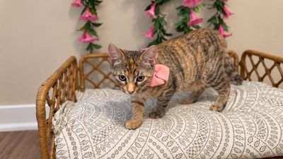 Persephone Peach Rose thumbnail 8