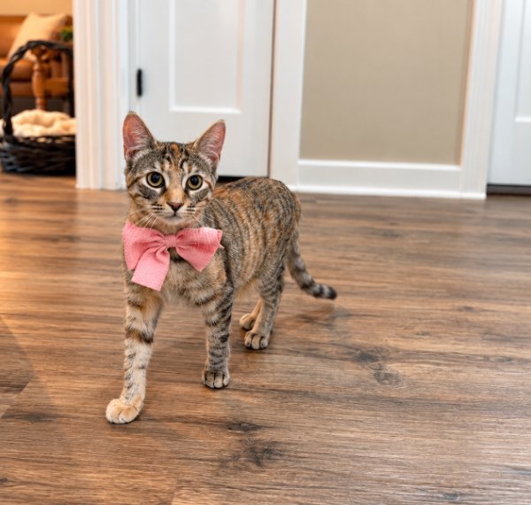 Persephone Peach Rose, a Tabby cat