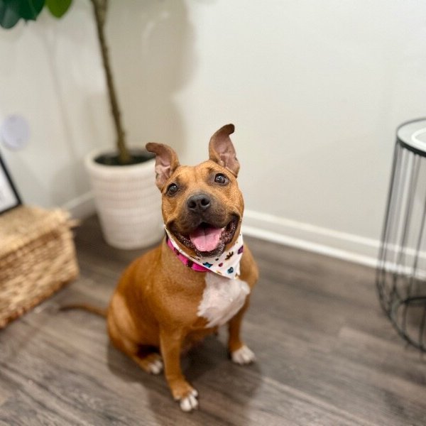 Lemon CAKE, a American Pit Bull Terrier dog