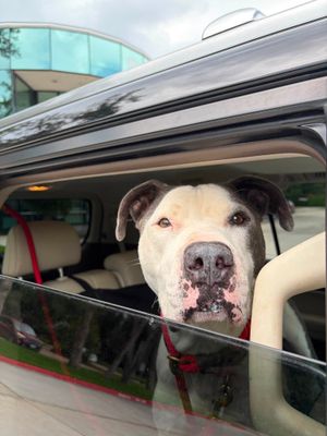 Georgie Smiles Best Smile Around Town thumbnail 5