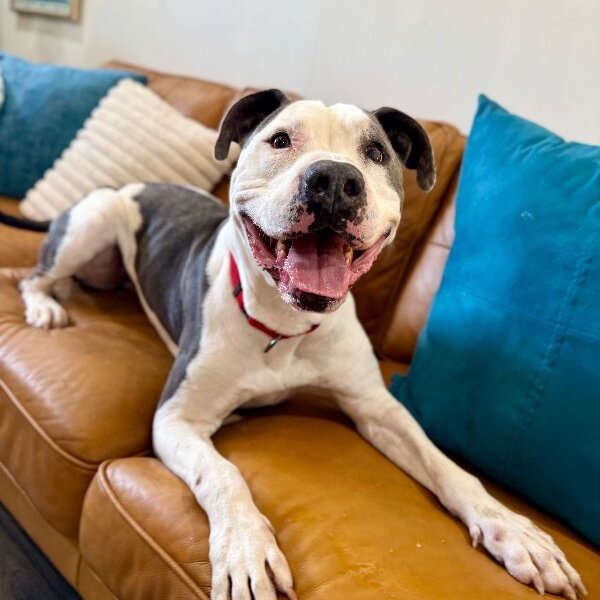 Georgie Smiles Best Smile Around Town, a American Staffordshire Terrier dog