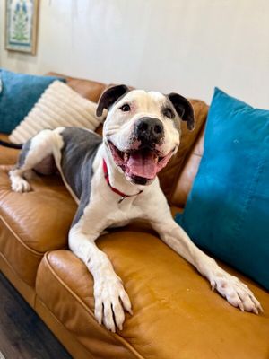 Georgie Smiles Best Smile Around Town thumbnail 1