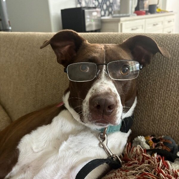 Scarlet Mae The Floppy Eared Lovebug, a German Shorthaired Pointer dog