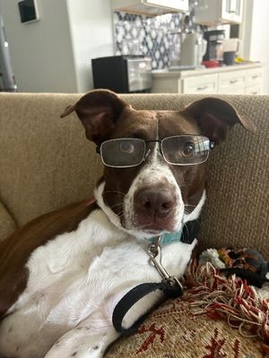 Scarlet Mae The Floppy Eared Lovebug thumbnail 1