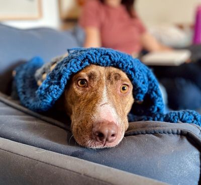Goldie Golden The Quiet Perfect Companion thumbnail 2