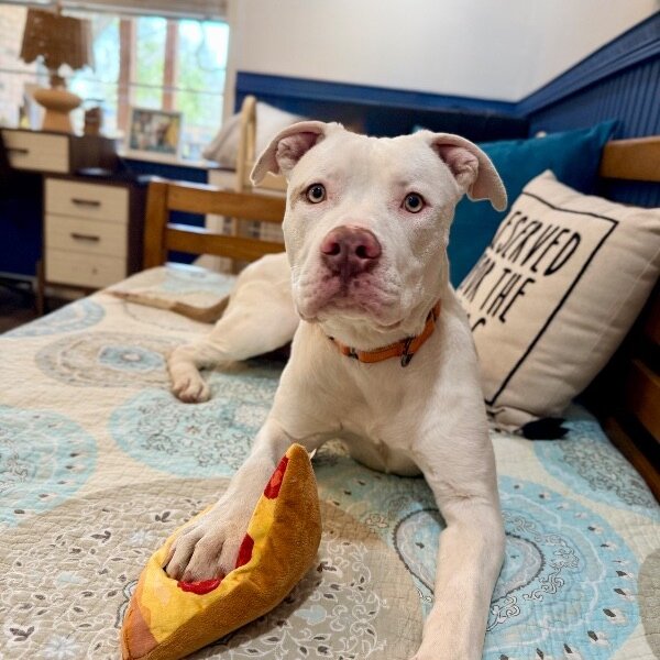 Zumi Cutie Too Sweet To be True, a American Staffordshire Terrier dog