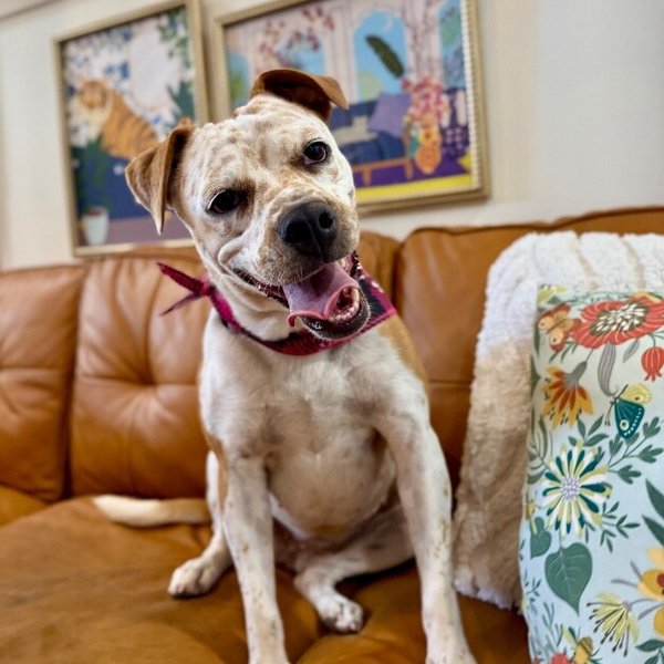 Pippi Pop Pocketful of Sparkles, a Pit Bull Terrier dog
