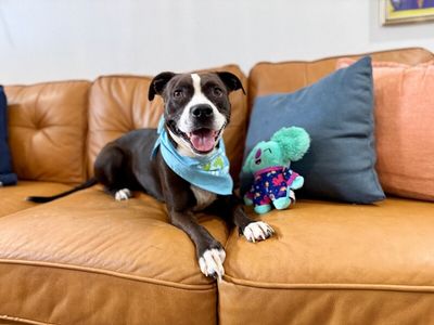 Molly the Itty Bitty Pittie thumbnail 2