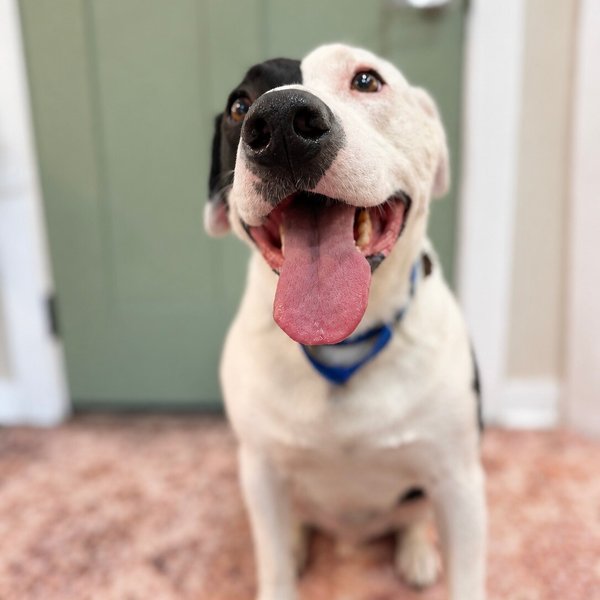 Pax Cutie Guy, a American Staffordshire Terrier dog