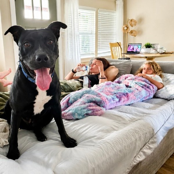 Kissy Kismet The Kid Loving Pup, a Pit Bull Terrier dog