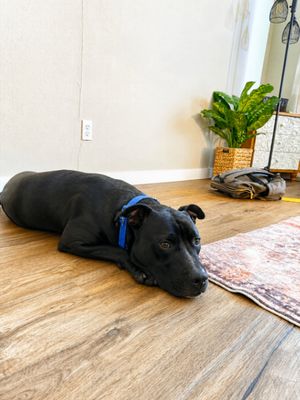 Kissy Kismet The Kid Loving Pup thumbnail 2