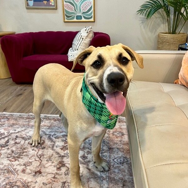 Jerry Joy To The World, a American Pit Bull Terrier dog