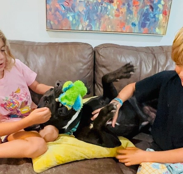 Roscoe Cuddle Family Dog, a American Pit Bull Terrier dog available for adoption