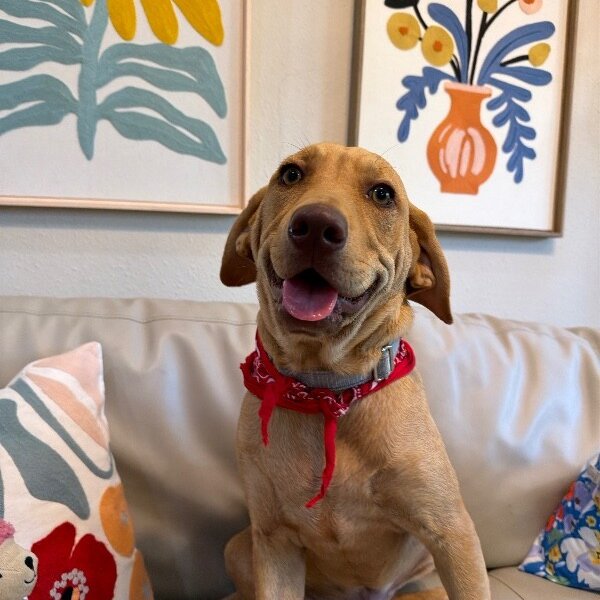 Woody Gyn, a Labrador Retriever dog
