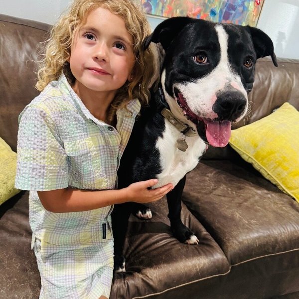 Franky Sinatra a Kids Dream Dog, a Pit Bull Terrier dog