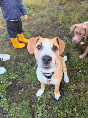 Rococo Tulip, a American Staffordshire Terrier dog available for adoption