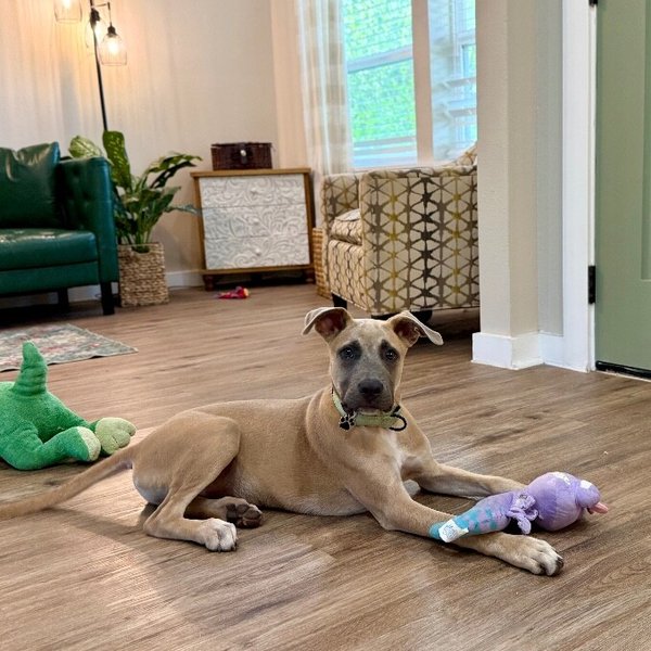 Junior Flame Tulip The Good Time Cutie, a Great Dane dog