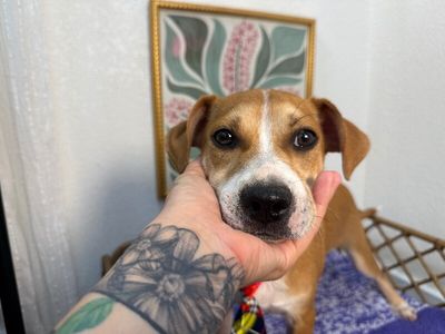 Buster Sweets The Gentle Soul thumbnail 6