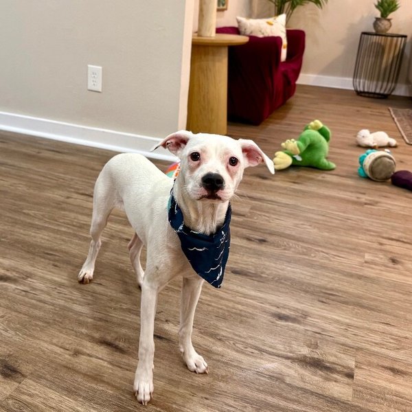 Riley Sweets One Of A Kind, a Boxer dog