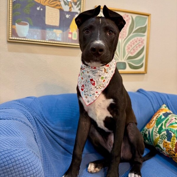 Bean Lakers, a American Staffordshire Terrier dog