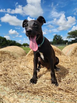 Jasper Roo Happy Petite Camper thumbnail 6