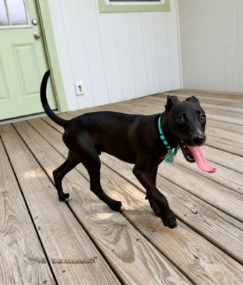 Jasper Roo Happy Petite Camper thumbnail 8