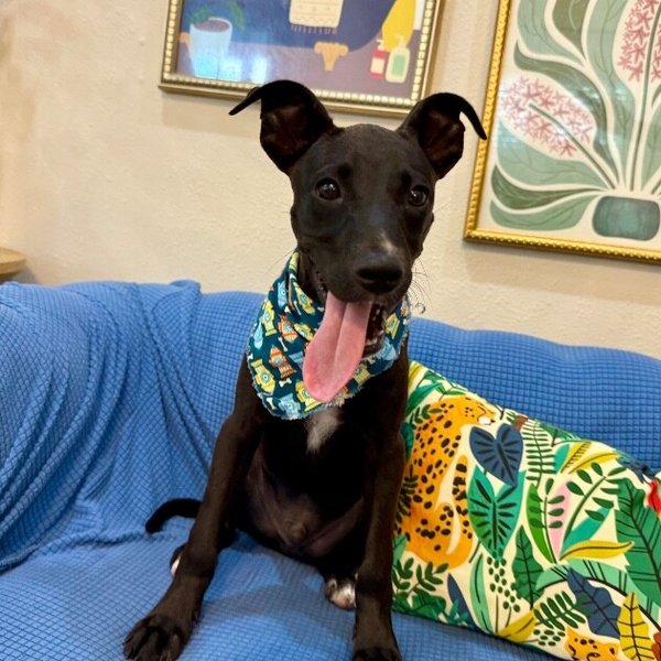 Jasper Roo Happy Petite Camper, a American Pit Bull Terrier dog