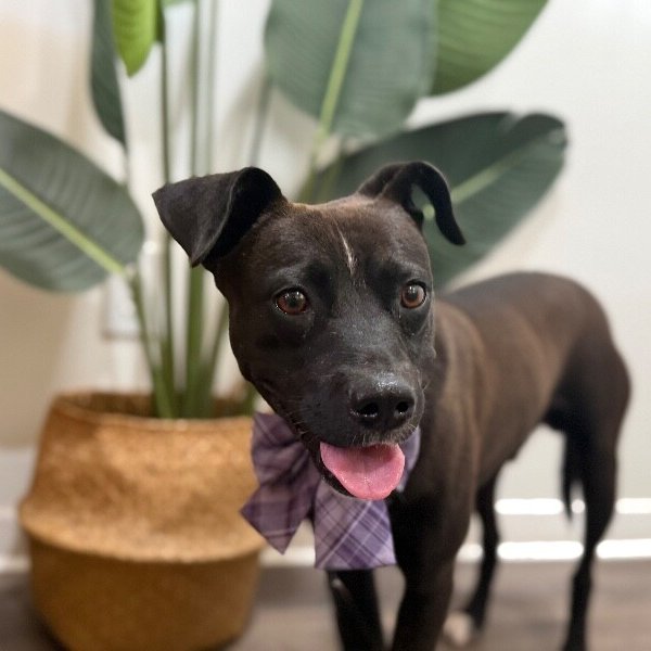 Rowan Tiny Gentleman, a American Pit Bull Terrier dog