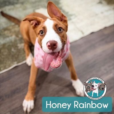 Honey Rainbow thumbnail 1