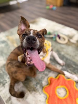 Hazel Rainbow Smiles thumbnail 8