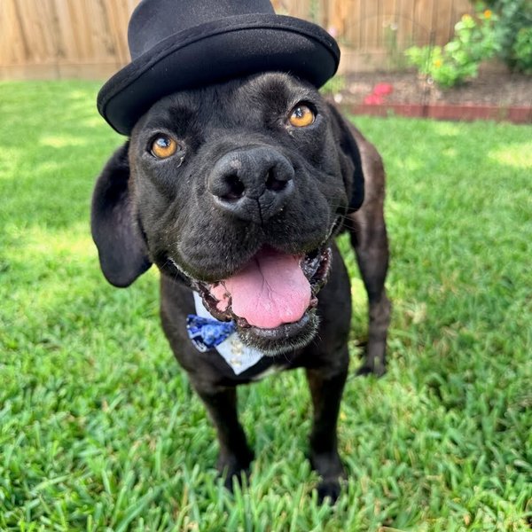 Bubba Bear With The Toothless Smile, a Labrador Retriever dog